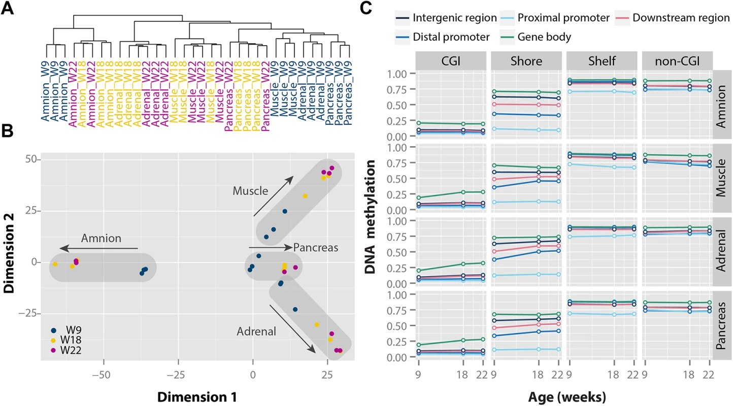 Tissue- and time-specific DNA methylation patterns during human fetal development.