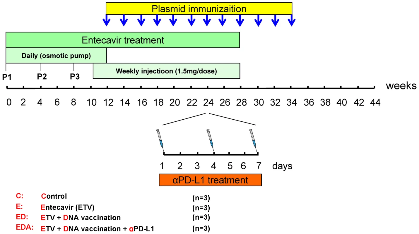 Schema of triple combination therapy of ETV treatment, DNA vaccination and <i>in vivo</i> PD-L1 blockade.