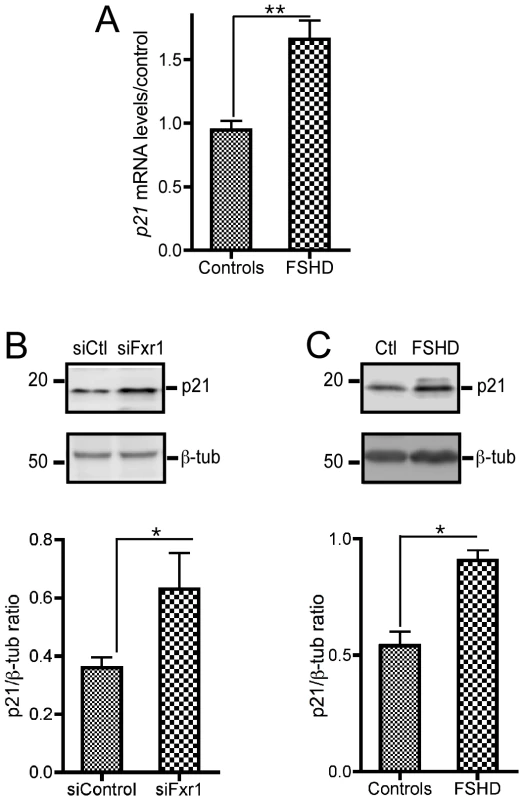 FXR1P depletion in C2C12 cells and in myoblasts derived from FSHD myopathic patients biopsies contributes to a consistent increase in <i>p21</i> mRNA that translates into enhanced p21 protein levels.
