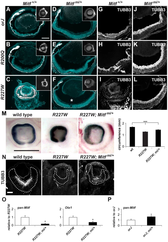 The dominant negative allele <i>Mitf<sup>mi</sup></i> restores retinal development in the <i>Vsx2</i> mutants.