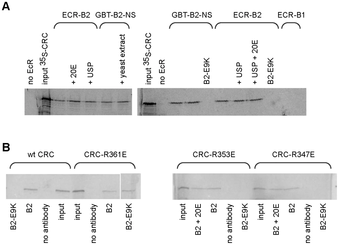Binding of CRC to EcR-B2 <i>in vitro</i>.