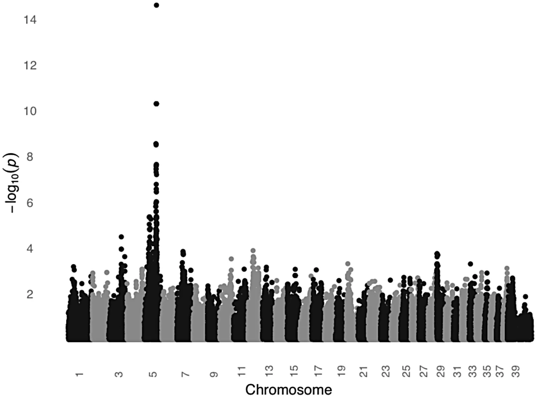 A significant association on CFA5 was identified in a GWAS comparing black and light colored STPOs.