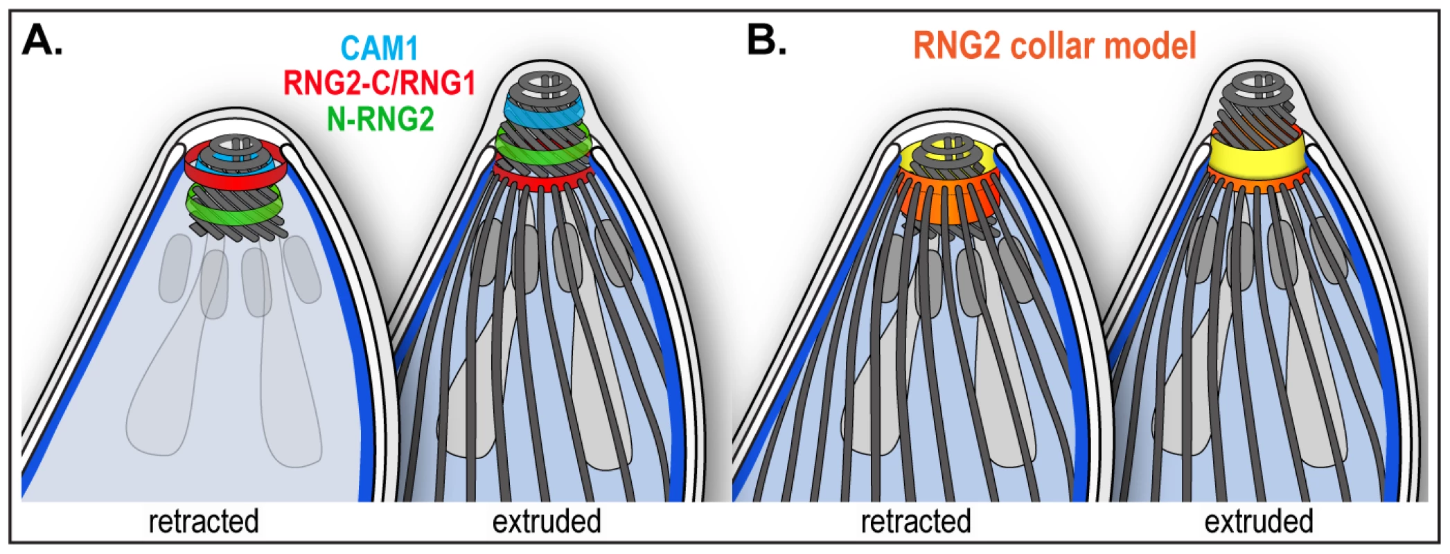 Schematic of RNG2 location within the apical complex.