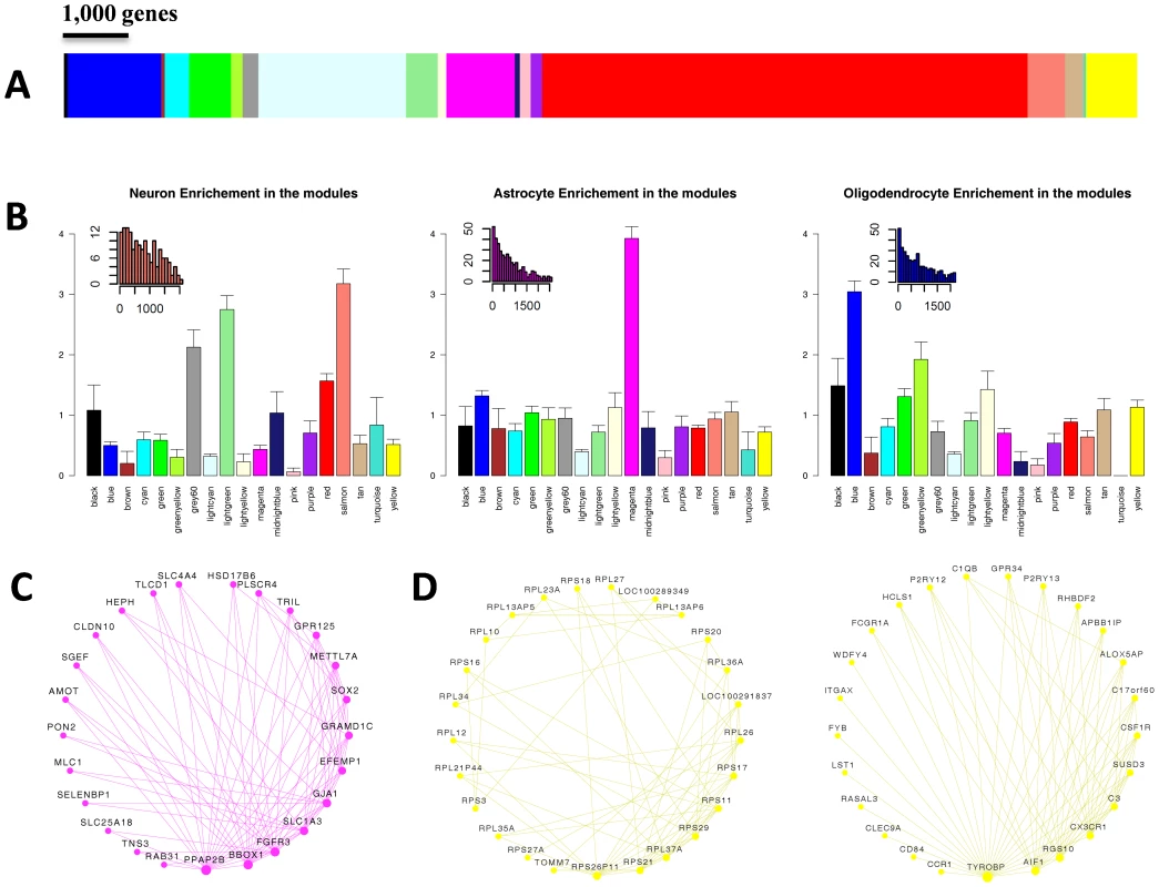 Weighted gene co-expression network analysis (WGCNA) of human brain transcriptomes.