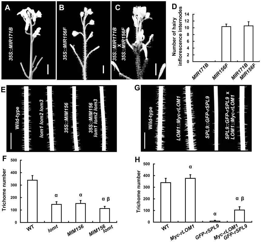 LOMs and SPLs regulate trichome formation antagonistically.