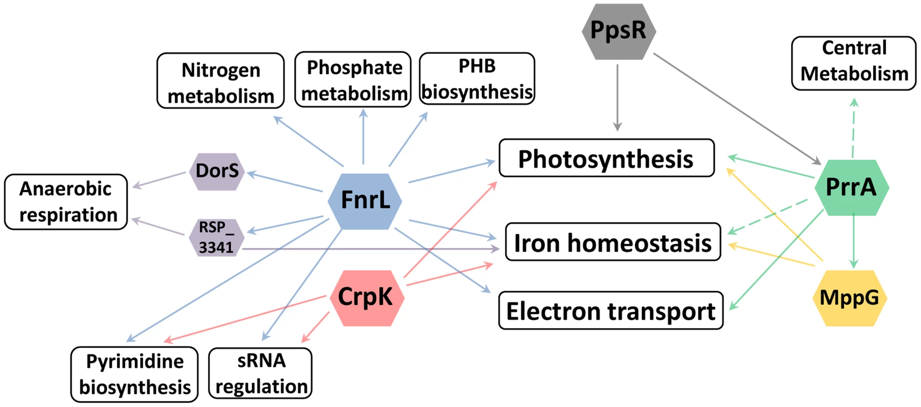 Cellular processes regulated by photosynthesis global regulators.