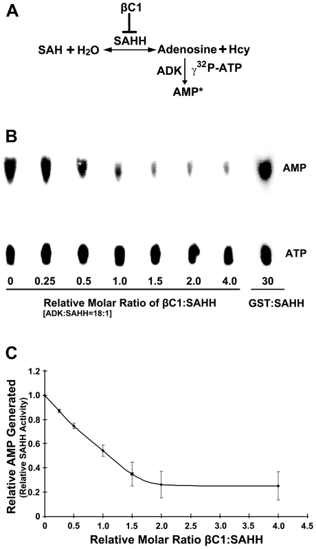 βC1 inhibits SAHH activity <i>in vitro</i>.