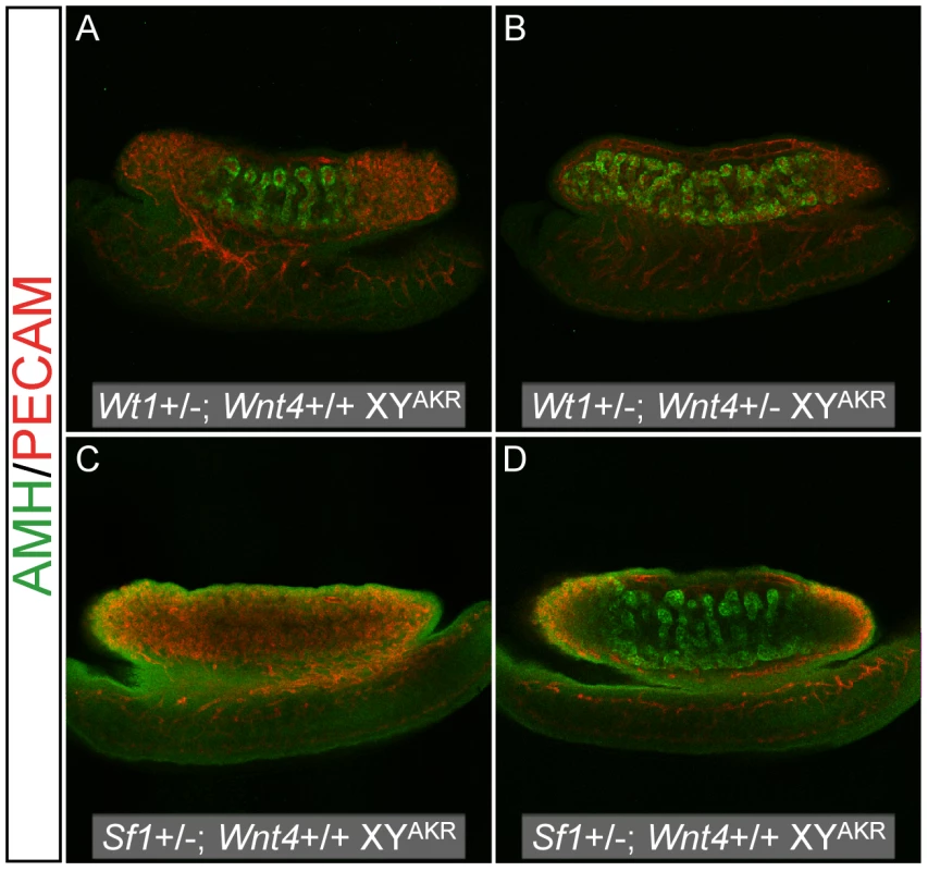 Reduced <i>Wnt4</i> dosage partially rescued cord differentiation in B6 XY genotypes that typically develop ovarian tissue.