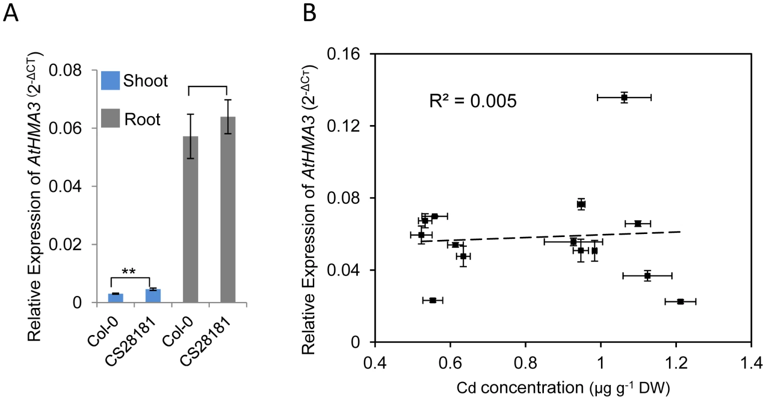 Quantification of expression of <i>HMA3</i> in various <i>A. thaliana</i> accessions by quantitative real-time RT–PCR.