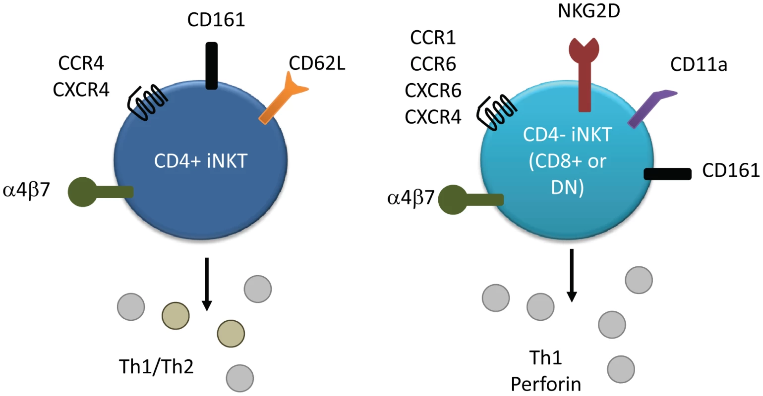Surface marker and cytokine expression of human iNKT cell subsets.