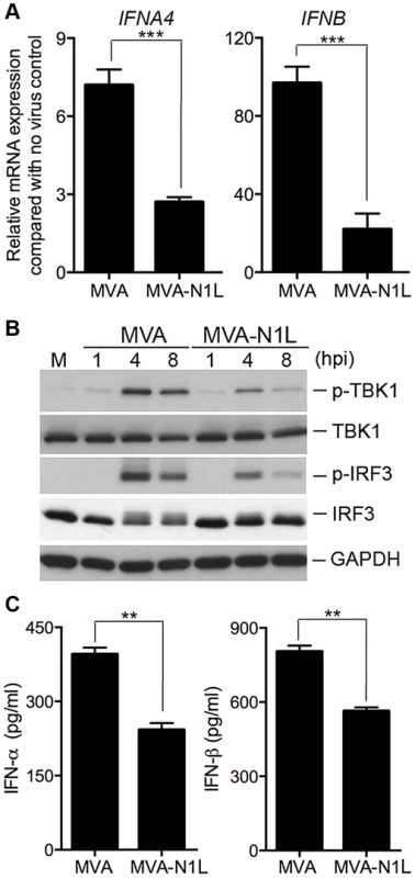 Vaccinia N1 virulence factor plays an inhibitory role in the type I IFN gene induction.