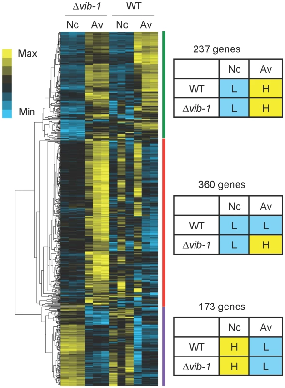 Comparative analysis of gene expression between Δ<i>vib-1</i> and WT shifted to media lacking a carbon source (Nc) versus Avicel (Av) revealed potential CCR regulators.