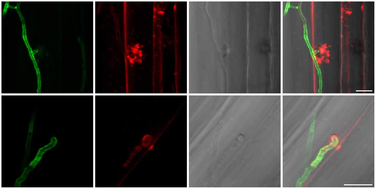 Penetration of hyphae in living root cortex cells.