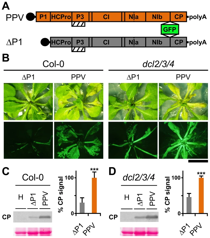 <i>Arabidopsis</i> mutant plants with defective RNA silencing pathways fail to rescue PPV ΔP1 amplification defects.