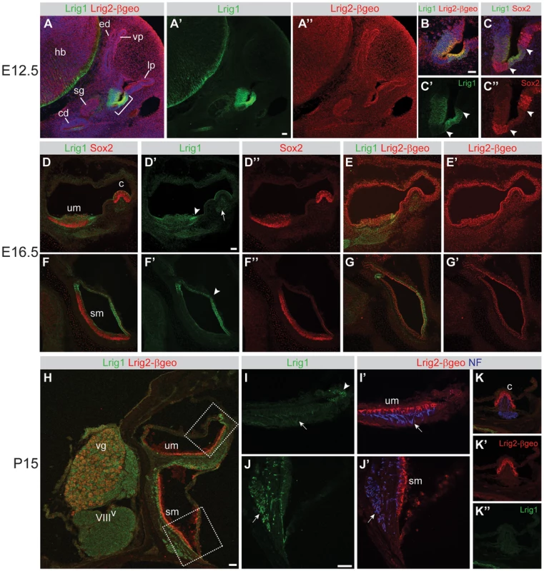 Lrig1 and Lrig2-βgeo are co-expressed in non-sensory tissues and in the vestibular ganglion.