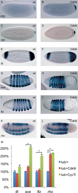 The expression of many patterning genes is relatively normal in P-TEFb embryos.