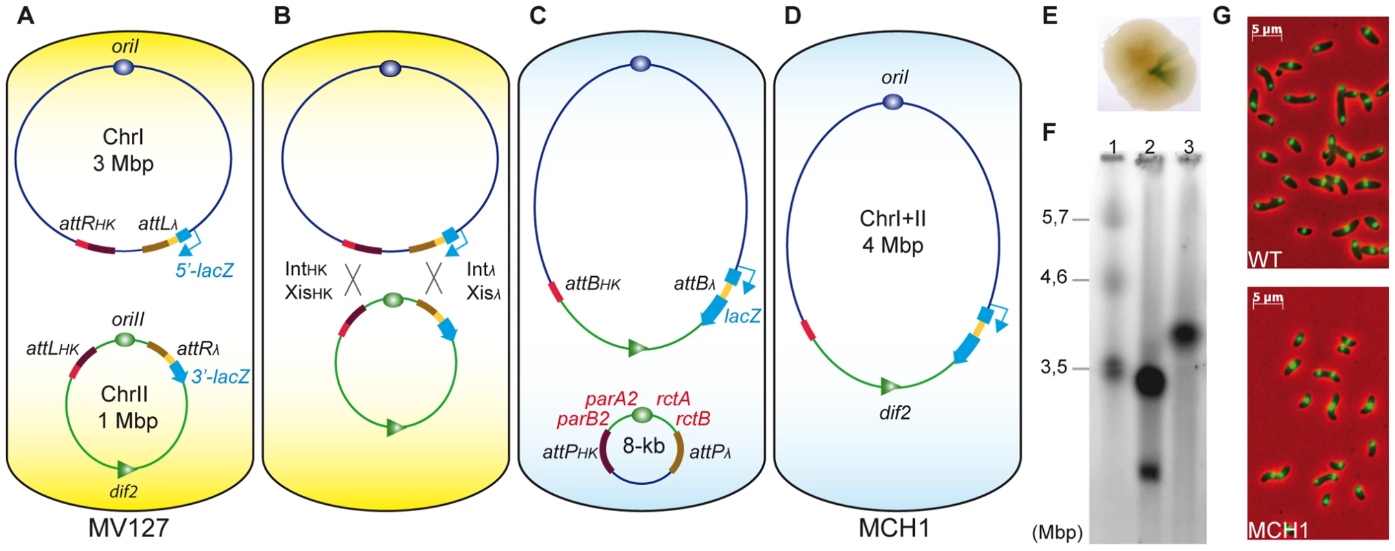 A mono-chromosomal <i>V. cholerae</i> model, MCH1.