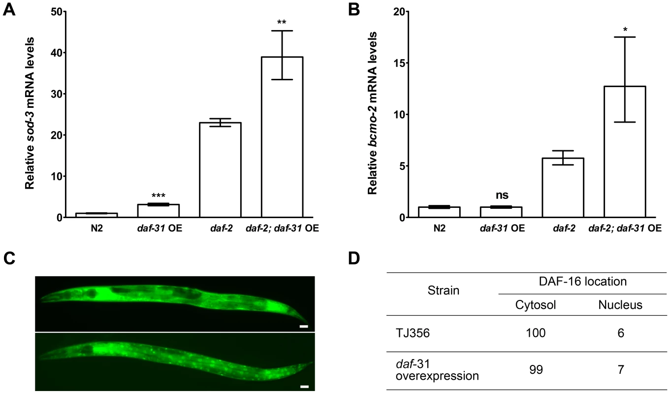 <i>daf-31</i> overexpression stimulates the transcriptional activity of DAF-16 without influencing the subcellular localization of DAF-16.