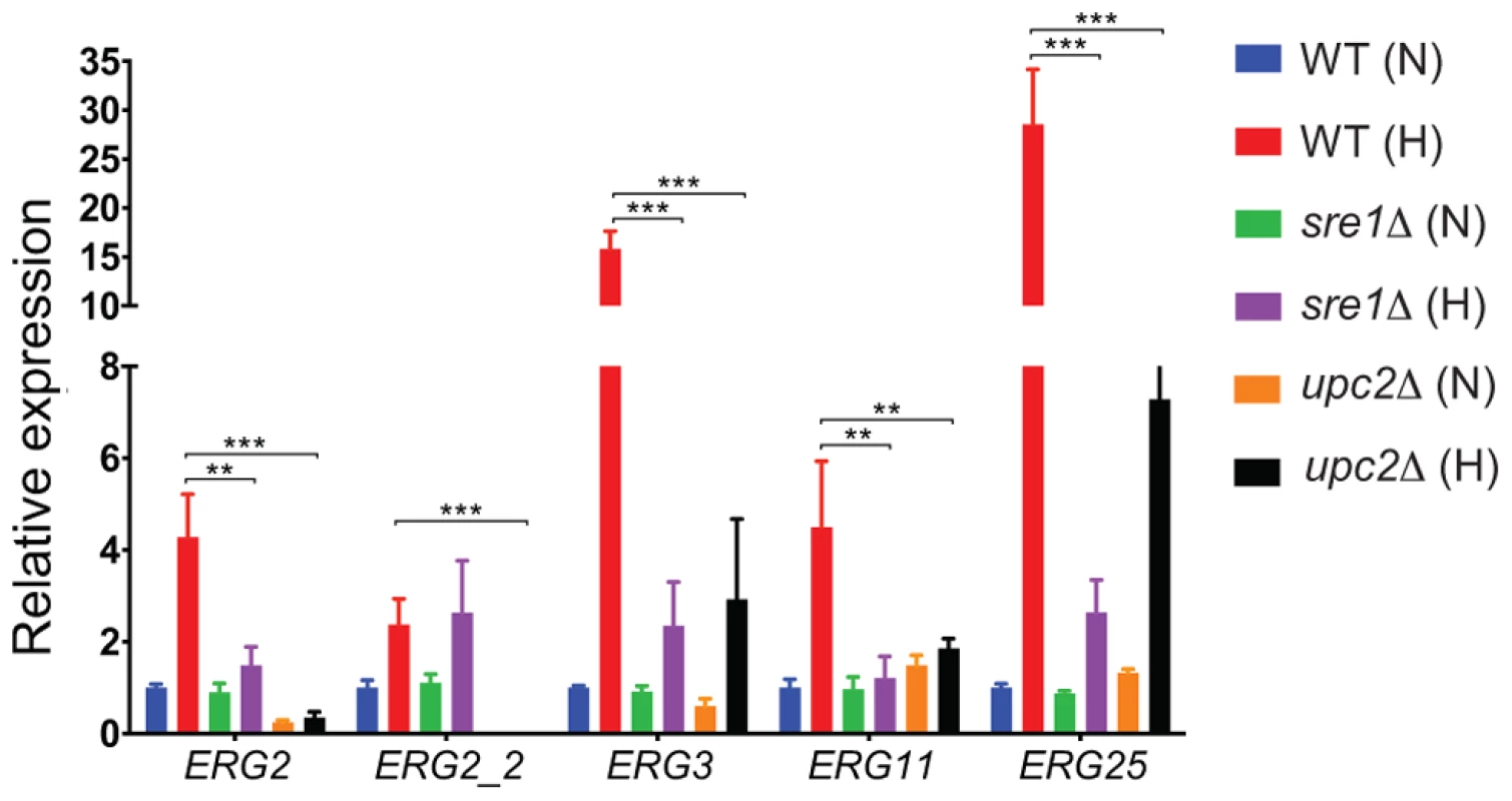 <i>YlUPC2</i> and <i>YlSRE1</i> regulate expression of ergosterol genes during hypoxic adaptation.