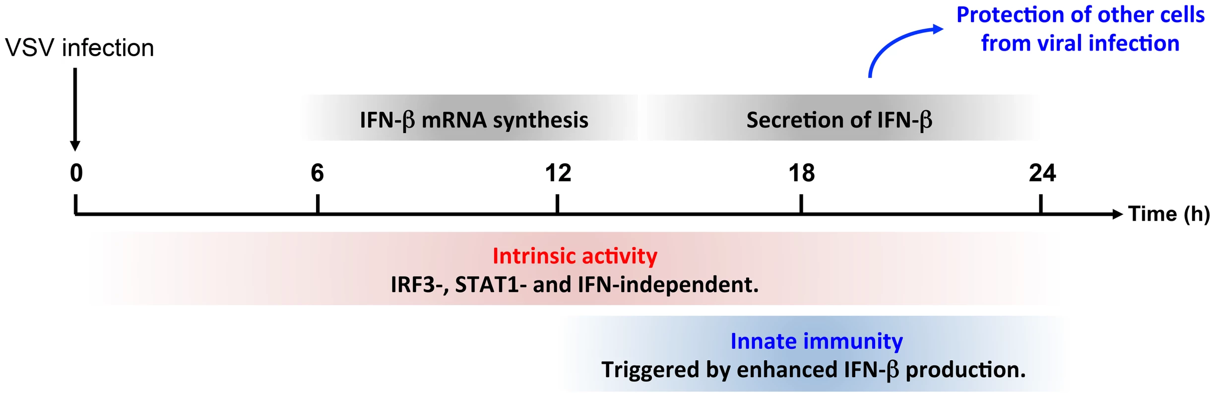 Intrinsic and innate immune properties of PMLIV during viral infection.