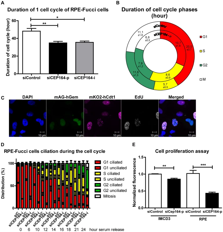 CEP164 regulates cell cycle progression and proliferation.