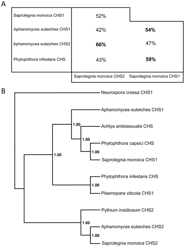 Sequence identities and phylogenetic analysis of oomycete CHS proteins.