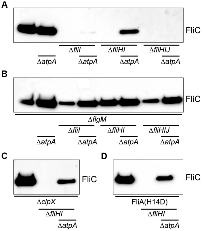Flagellin protein secretion is restored in the absence of FliHIJ ATPase components by Δ<i>atpA</i>, <i>ΔflgM</i>, <i>ΔclpX</i>, and <i>fliA<sup>H14D</sup></i> mutations.