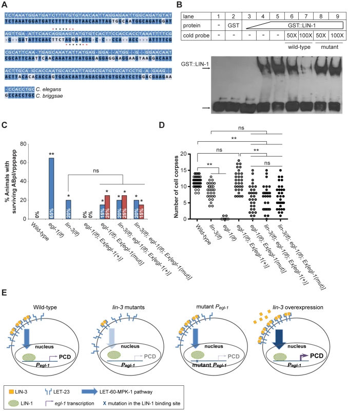 <i>lin-3</i> promotes PCD through transcriptional activation of <i>egl-1</i> by LIN-1.