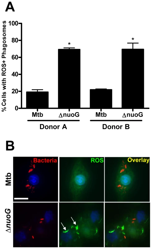 MtbΔ<i>nuoG</i> induces phagosomal ROS production in infected primary human alveolar macrophages.