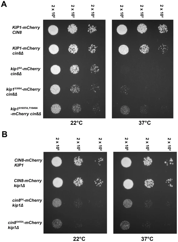 Impaired proliferation of strains with CDK site point mutants (Ser/Thr→Ala) of either (A) Kip1 or (B) Cin8 as their only kinesin-5.