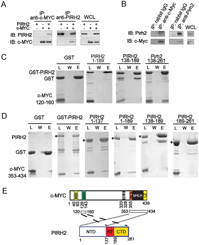 Characterization of the Interaction of PIRH2 and c-MYC.