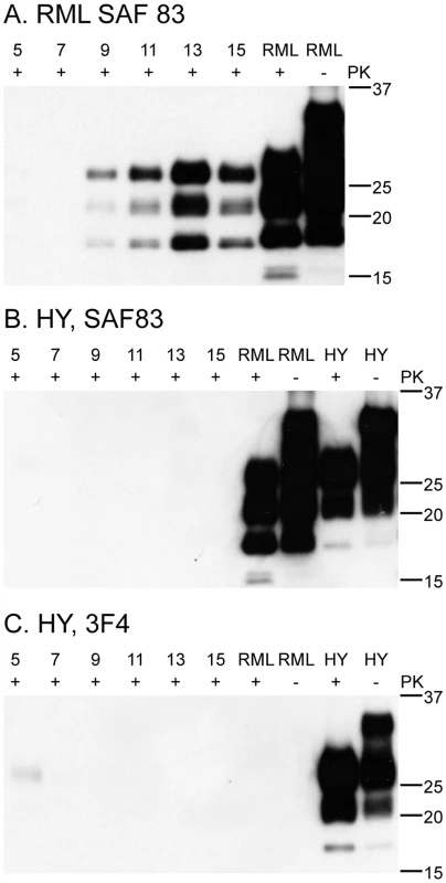 C2C12 myotubes replicate mouse RML prions, but not hamster HY prions.