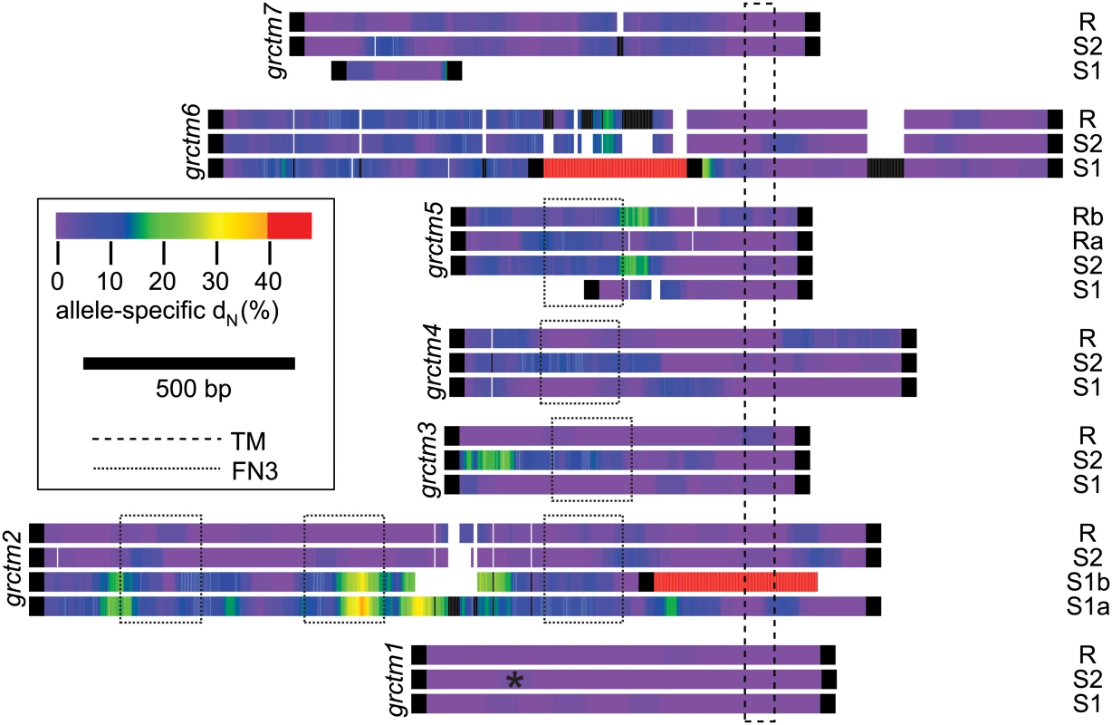 Allele-specific nonsynonymous substitution among alleles of the seven TM1 genes.