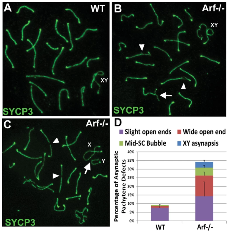 <i>Arf</i>-null pachytene spermatocytes exhibit synaptic defects.
