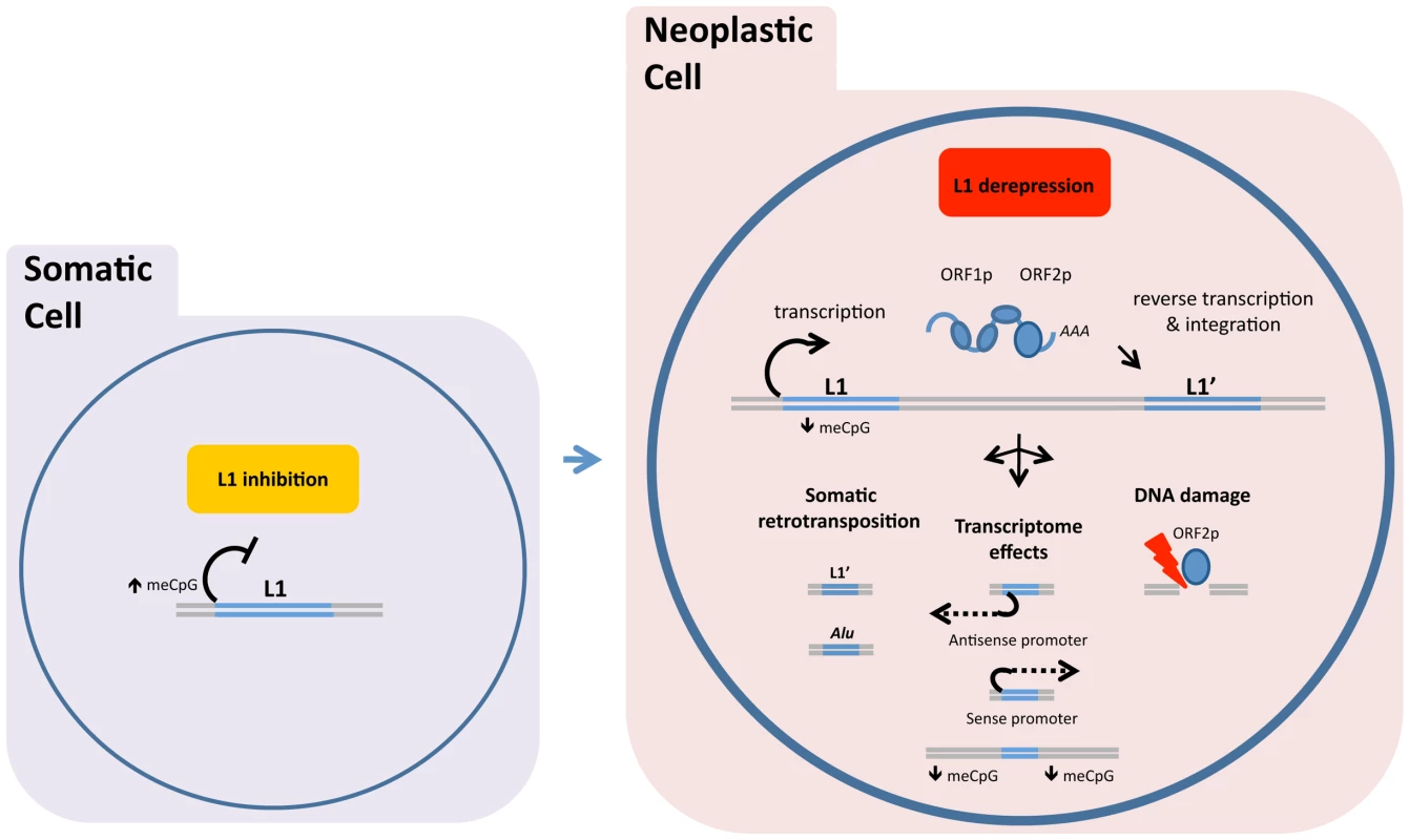 DNA methylation and related mechanisms inhibit LINE-1 (L1) expression, and hypomethylation of DNA allows the L1 retrotransposon “life cycle” to proceed.