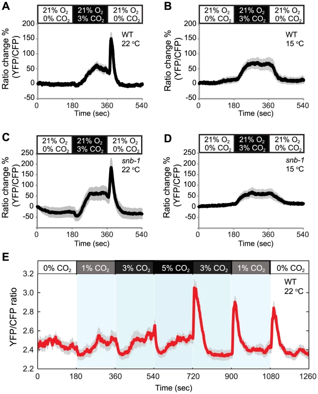 Acclimation temperature alters CO<sub>2</sub>-evoked Ca<sup>2+</sup> responses in AFD neurons.