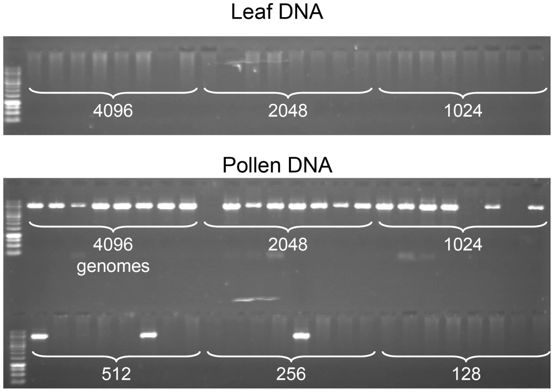 Specific detection of CO molecules in genomic DNA extracted from pollen.