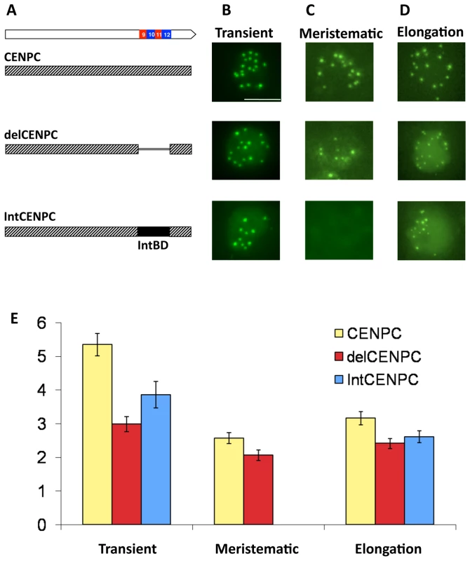 Removal or replacement of Exon 9–12 delocalizes CENPC <i>in vivo</i>.