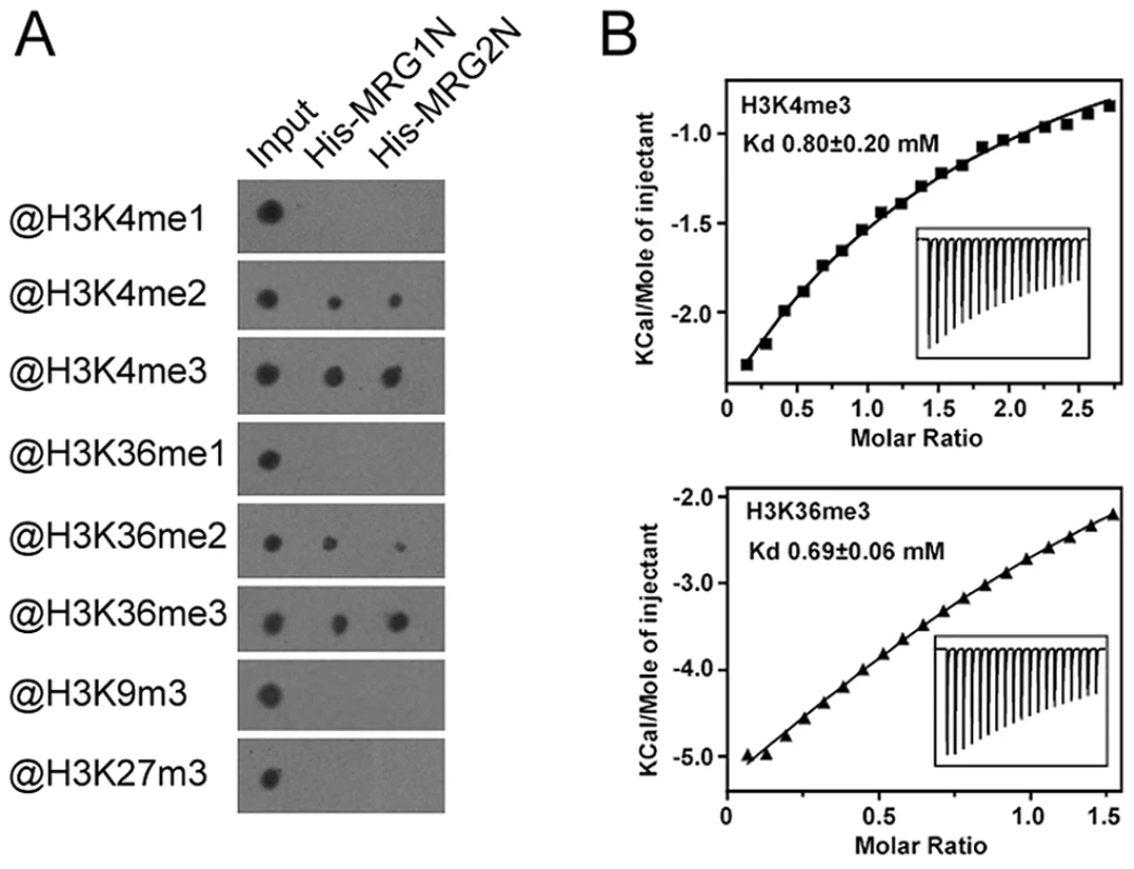 Chromodomains of MRG1 and MRG2 specifically bind to tri-methylated H3K4 and H3K36 <i>in vitro</i>.