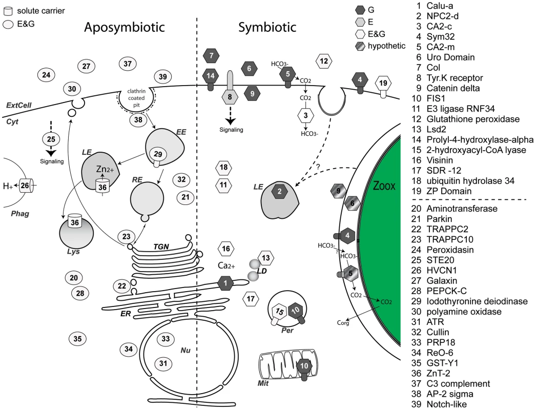 Model of pathways highlighted in the aposymbiotic and symbiotic states of sea anemones.