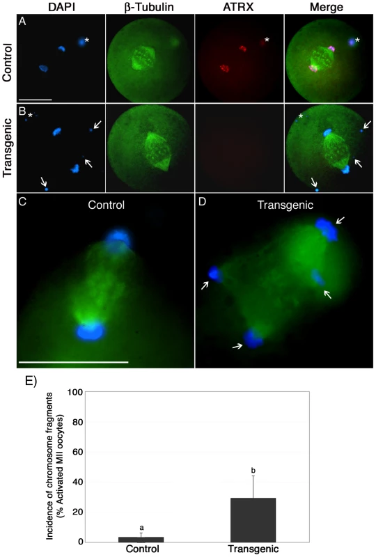Chromosome fragmentation in ATRX deficient oocytes during the transition to the first mitosis.