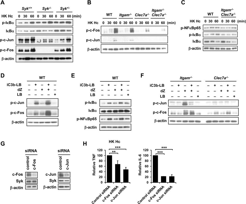 AP-1, but not NF-κB, mediates the collaborative cytokine response upon CR3 and Dectin-1 ligation.