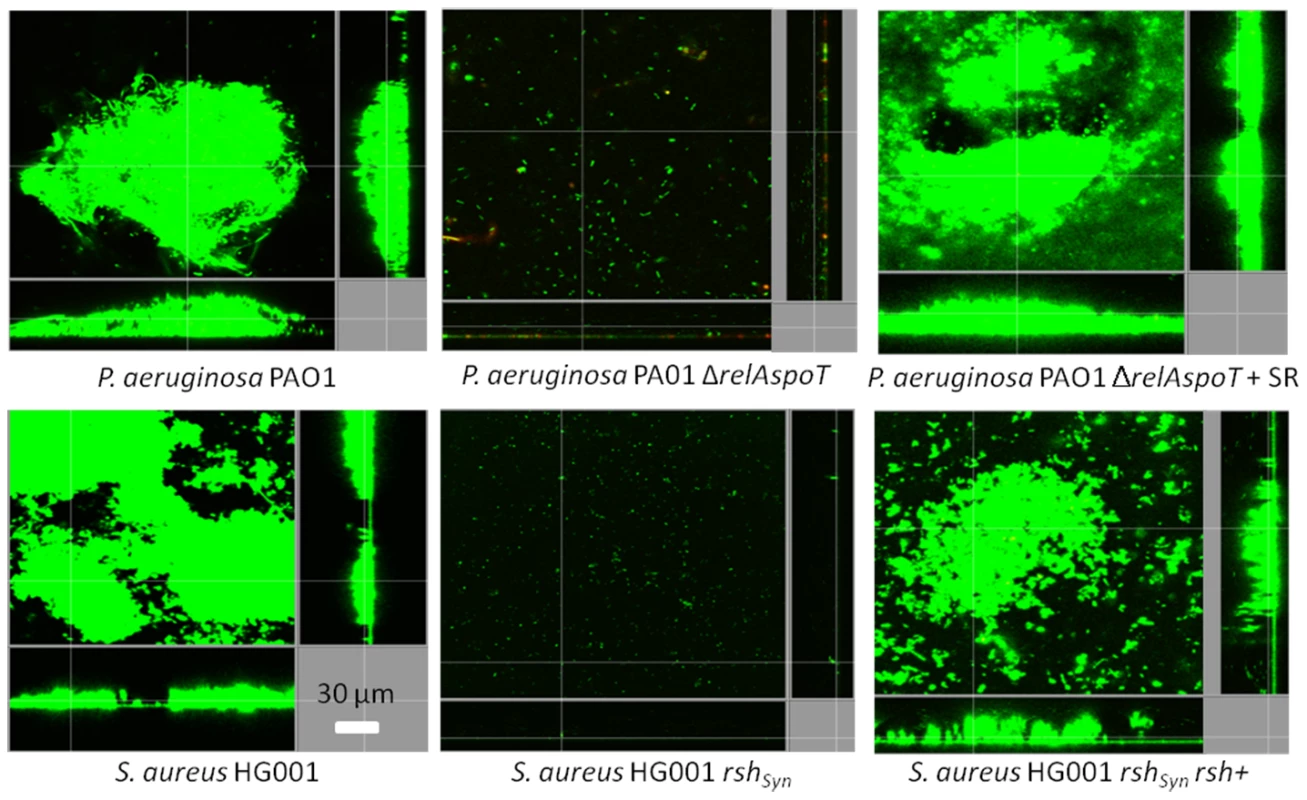 Genetic complementation of (p)ppGpp synthetase enzymes restored the ability to form biofilms.