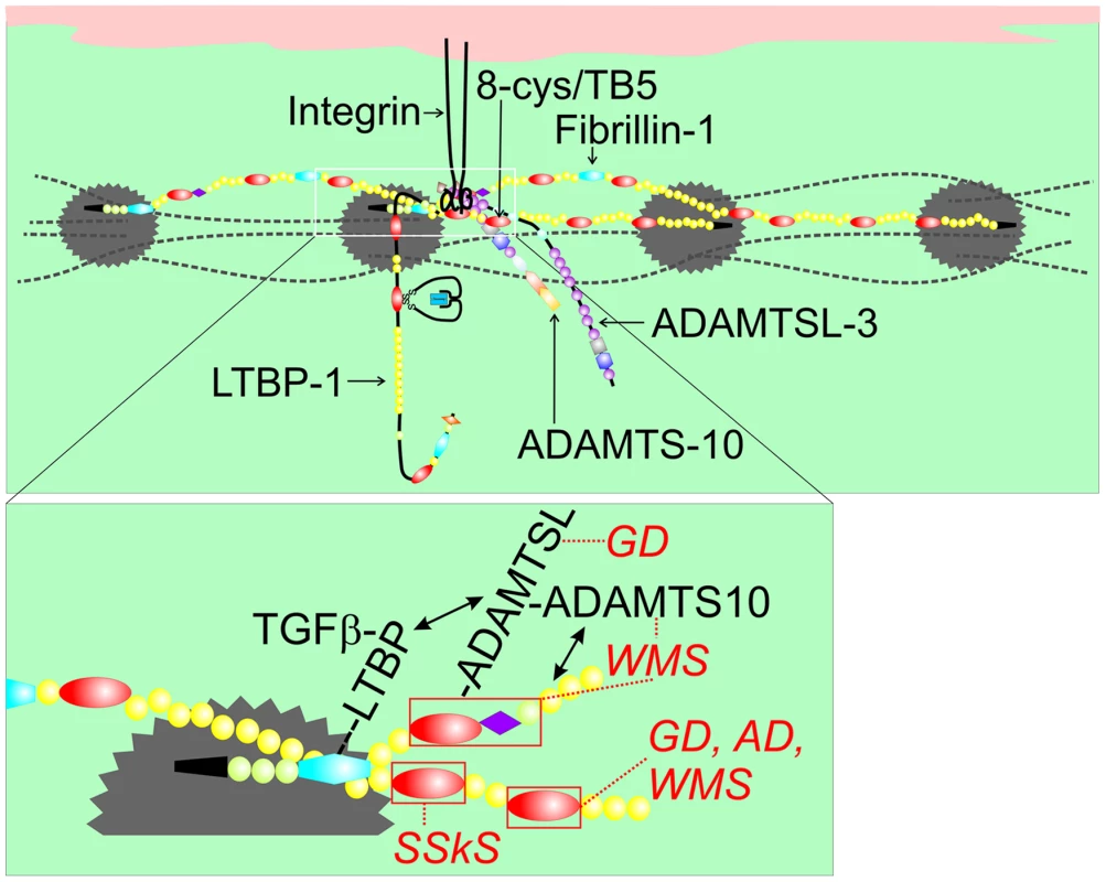 Model of fibrillin-1 containing microfibrils showing the locations of binding sites for ADAMTSL proteins, LTBP-1, and integrins.