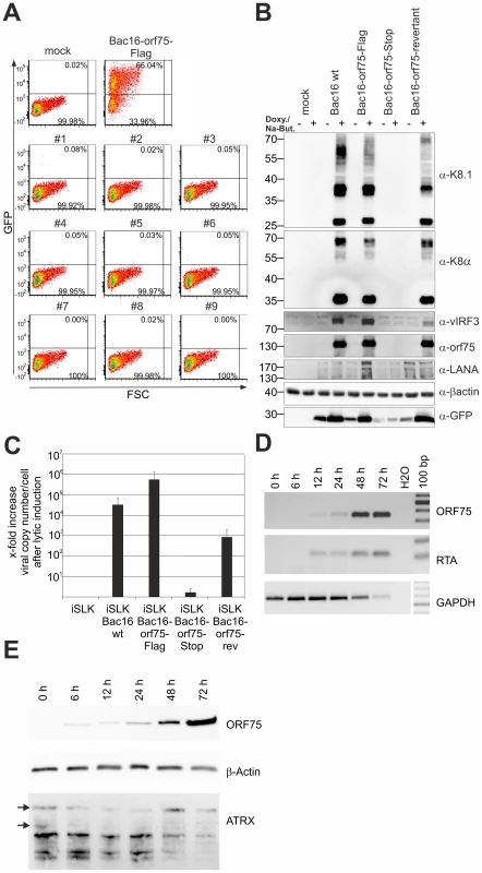 KSHV ORF75 is essential for viral replication.