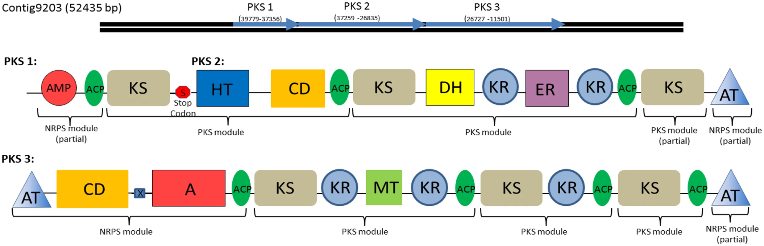 Type I Polyketide synthase and PKS-NRPS hybrid domains found in the <i>C</i>. <i>tobin</i> genome.