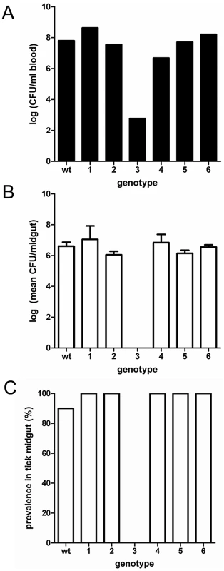 Genotype prevalence and bacterial levels during single-genotype infections.
