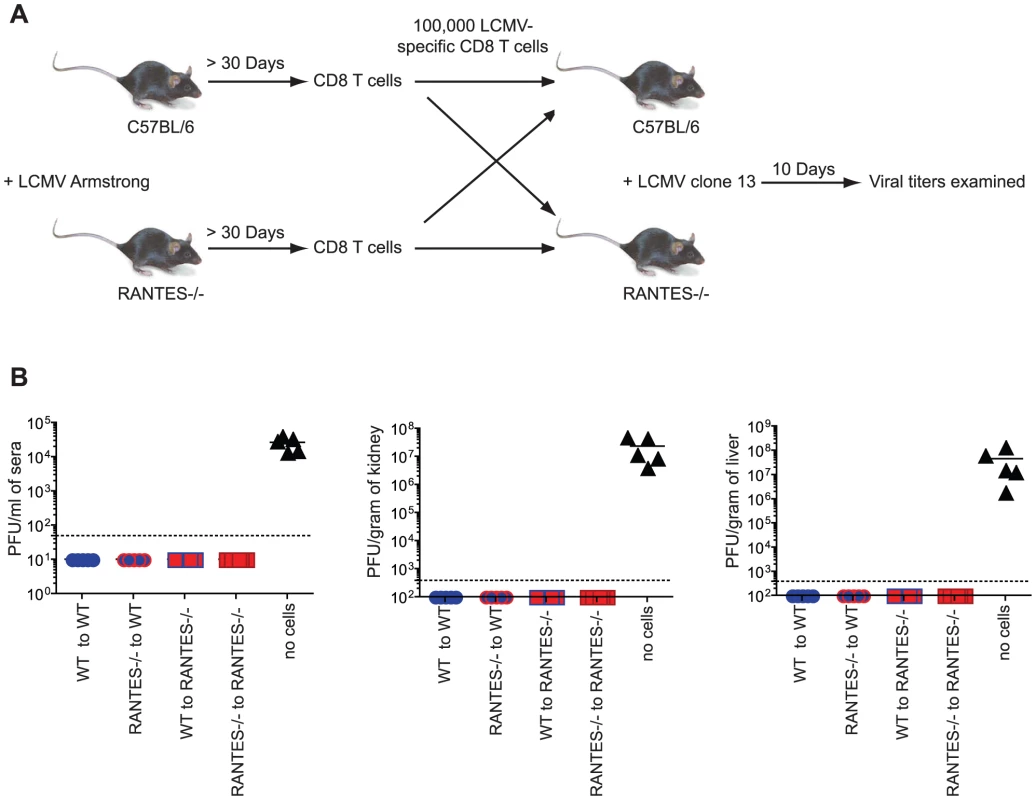 Memory CD8 T cells do not need RANTES to protect from chronic LCMV infection.