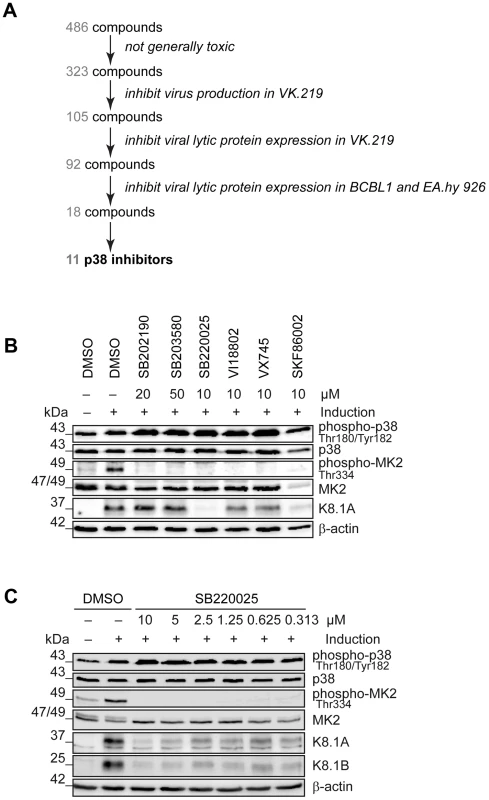 Identification of cellular kinases involved in KSHV reactivation.