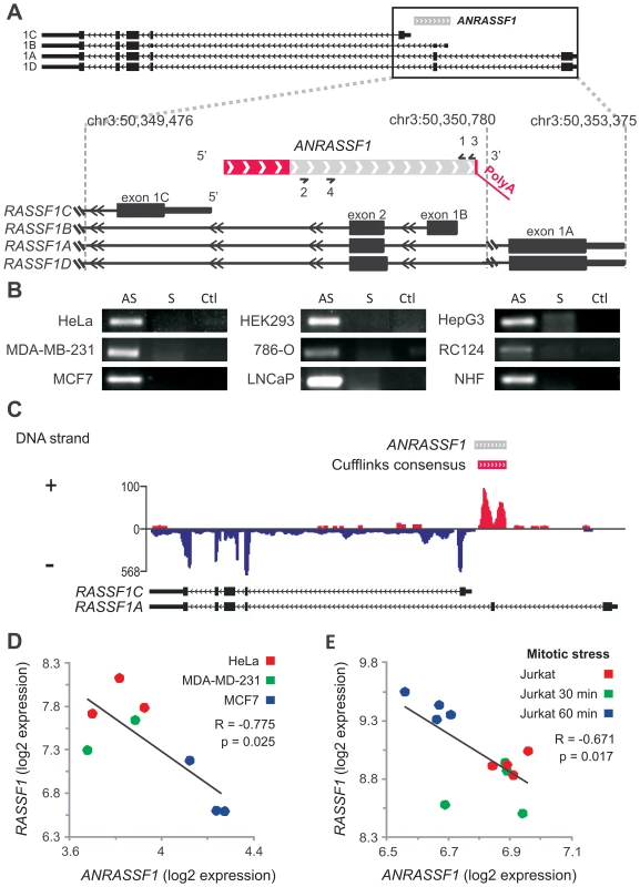 Antisense noncoding RNA <i>ANRASSF1</i> is expressed within the <i>RASSF1</i> genomic locus and inversely correlated with <i>RASSF1</i> expression.